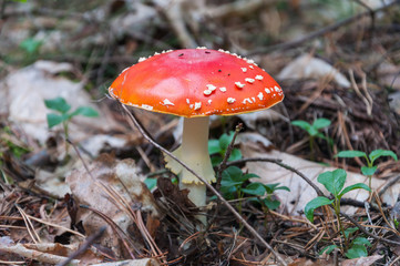 Red toadstool in a forest