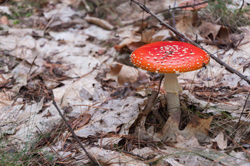 Red toadstool in a forest
