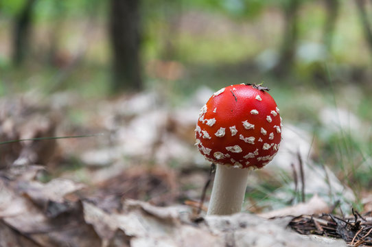 Red toadstool in a forest