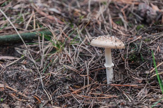 White toadstool in a forest