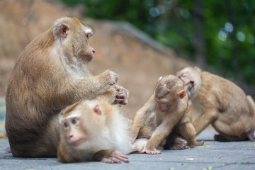 monkey family