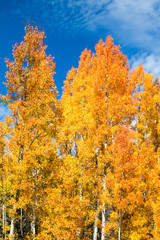 Aspen forest at peak autumn color against blue sky