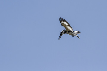 Pied kingfisher flying isolated in blue sky, Sri Lanka