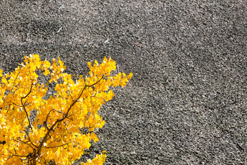 Gray rock with a yellow aspen branch