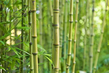 Crédence de cuisine en verre imprimé Bambou Arrière-plans de la nature en bambou vert