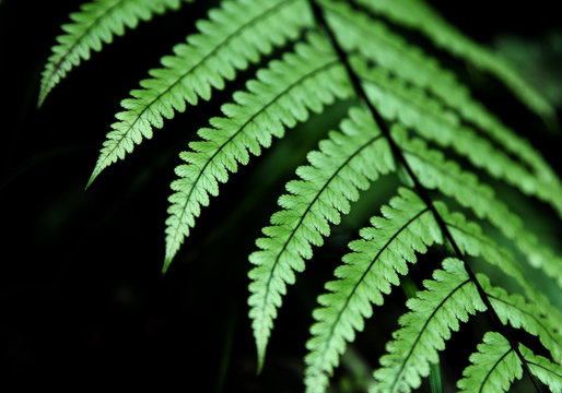 Fresh green ferns