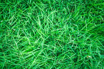 Green grass texture from a field