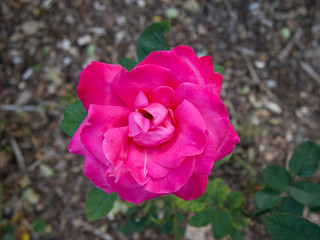 Bright Red Rose