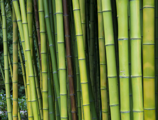 Green bamboo nature backgrounds