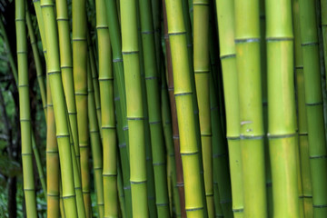 Obraz premium Green bamboo nature backgrounds