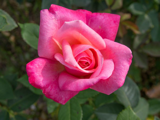 Full Bloom Pink Rose