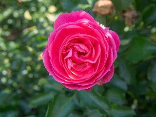 Partial Bloom Red Rose