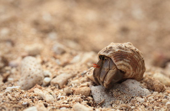Hermit crab looks out from under it's shell.