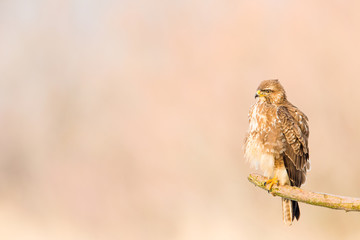 Mäusebussard im Abendlicht