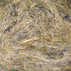 Lots of twisted dry hay photographed closeup as background or texture