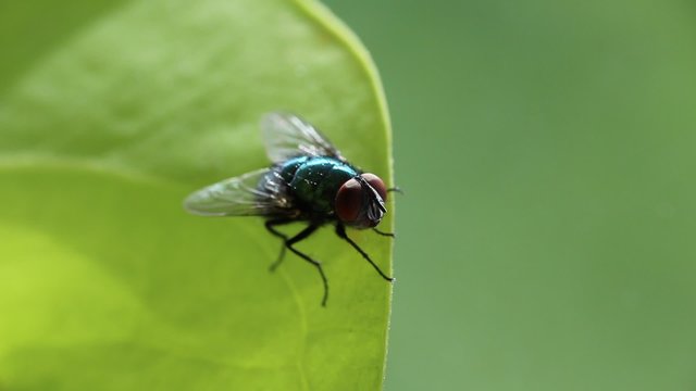 Fly on the leaf macro