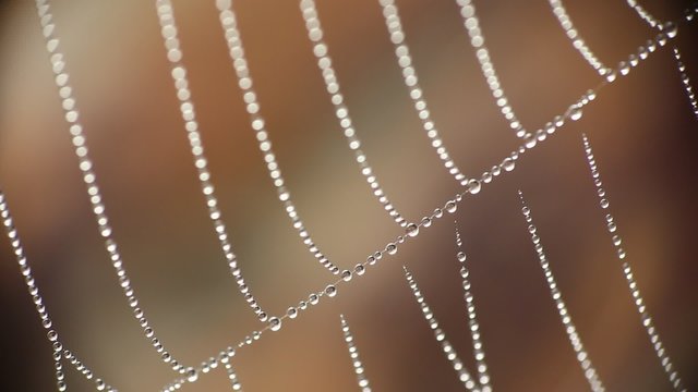 Spider web with dew drops in the morning