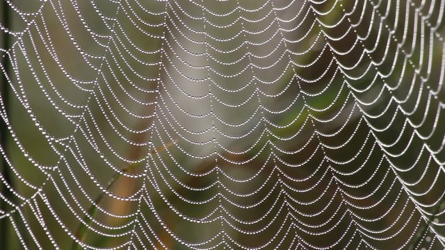 Spider web with dew drops in the morning