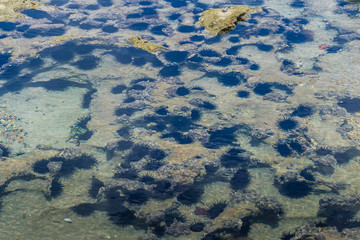Brazilian Beaches - Praia de Carneiros, Pernambuco