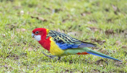 Beautiful crimson rosella bird walking on grass
