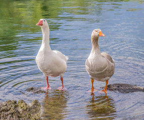 A pair of geese standing in water