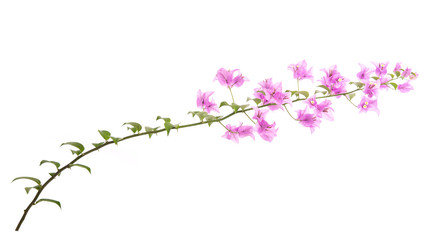 Fototapeta na wymiar Pink blooming bougainvillea on white background