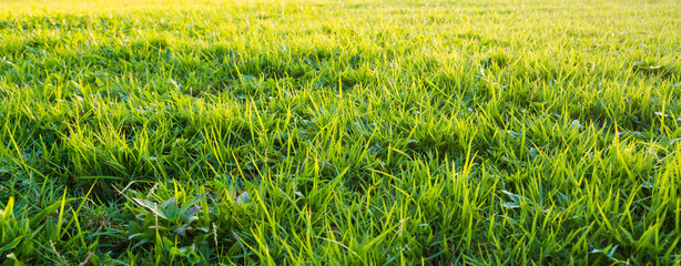 silhouette shot image of Grass and sky in shiny day .