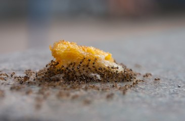 Ants teamwork