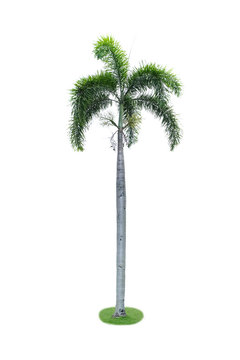 Palm tree isolate on white