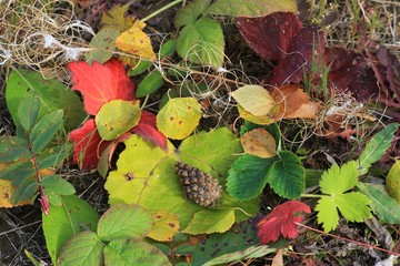 Осенние краски