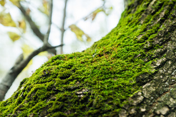 Green moss on the tree. Selective focus.