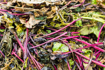 Compost pile