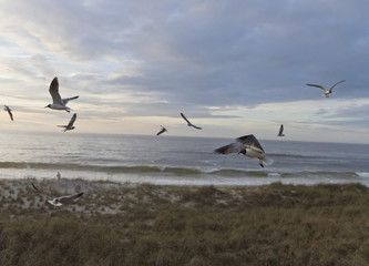 Sea Gazer and Seagulls