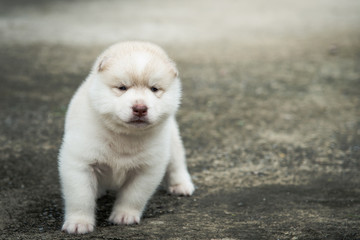 Fototapeta na wymiar Cute siberian husky puppy sitting on concrete floor