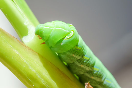 Green caterpillar
