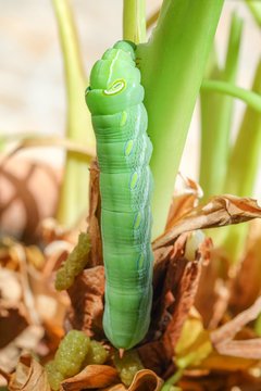 Green caterpillar