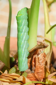 Green caterpillar