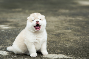 Cute siberian husky puppy sitting on concrete floor