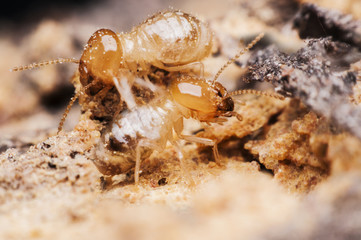 termite