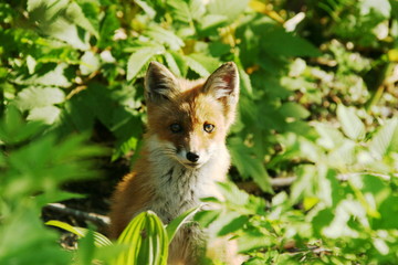 Naklejka premium FOX(Vulpes vulpes schrencki )