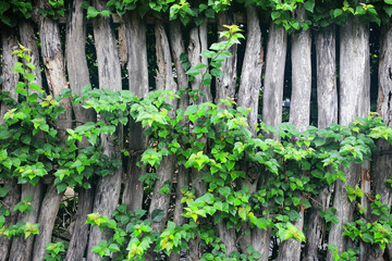Fototapeta na wymiar Natural green leaf frame on wooden fence