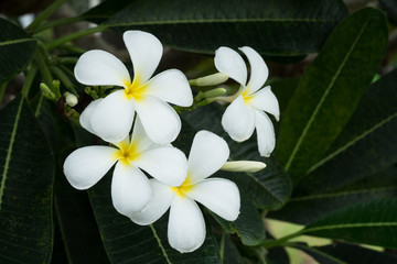 Fototapeta na wymiar white Plumeria flower