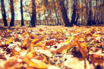 Yellow fallen leaves in autumn forest.