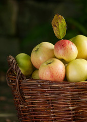 Ripe apples in a wicker basket. Autumn gardening.