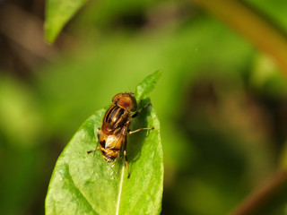 horse fly on the leaf