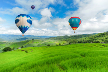 Naklejka premium Balloon flying on rice field, Rice field in mountain or rice terrace in the nature, Relax day in beautiful location.