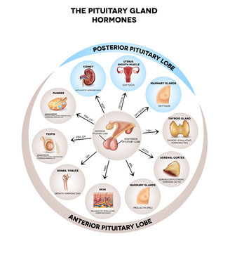 Pituitary gland hormones round diagram