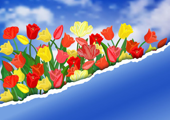 Colorful tulips with torn paper border