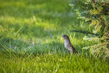 guard in garten