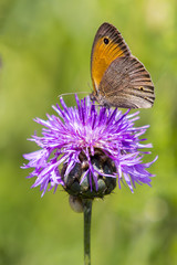 Obraz premium butterfly sitting on a blossom